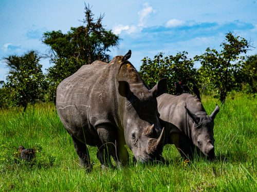 Wildlife Projects in Uganda