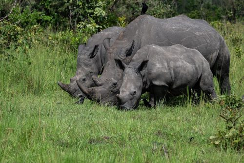 Entebbe to Murchison Falls