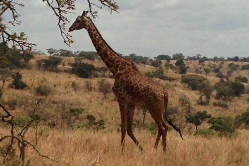 Luxury Rwanda holidays