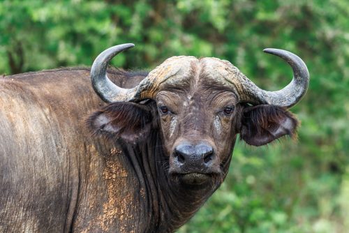 Entebbe to Murchison Falls