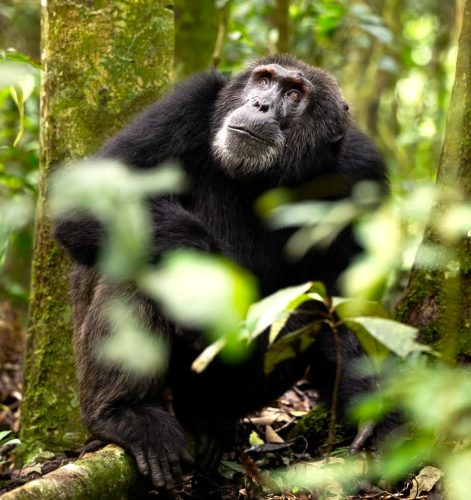 Uganda gorilla trekking safari