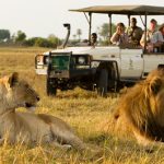 Guided safari