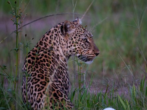 Rwanda safari holiday