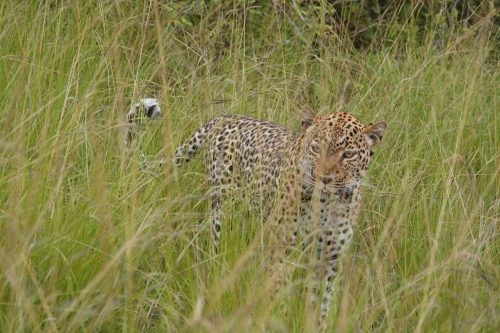 distance from entebbe international airport to queen elizabeth national park