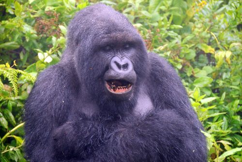 Rwanda safari holiday