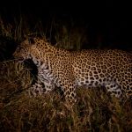 night game drives Uganda