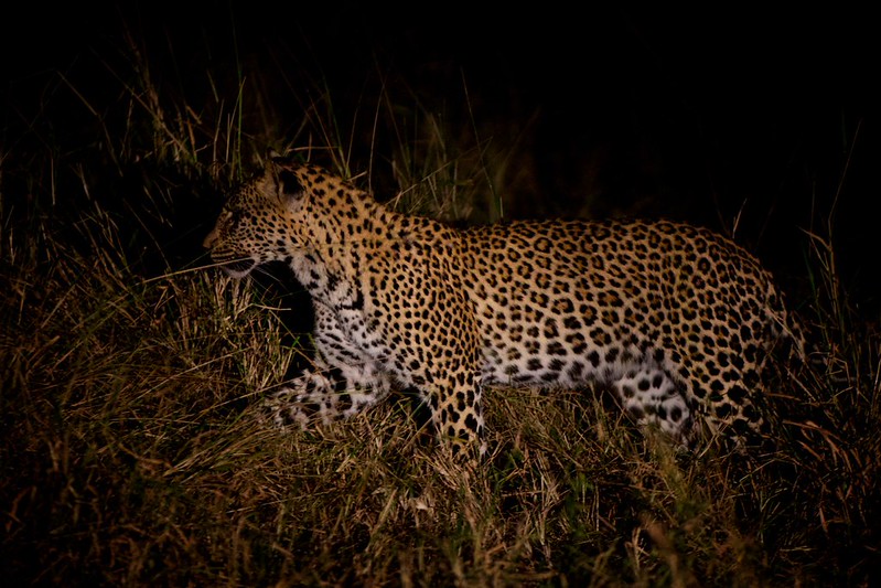 night game drives Uganda