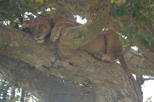 distance from entebbe international airport to queen elizabeth national park