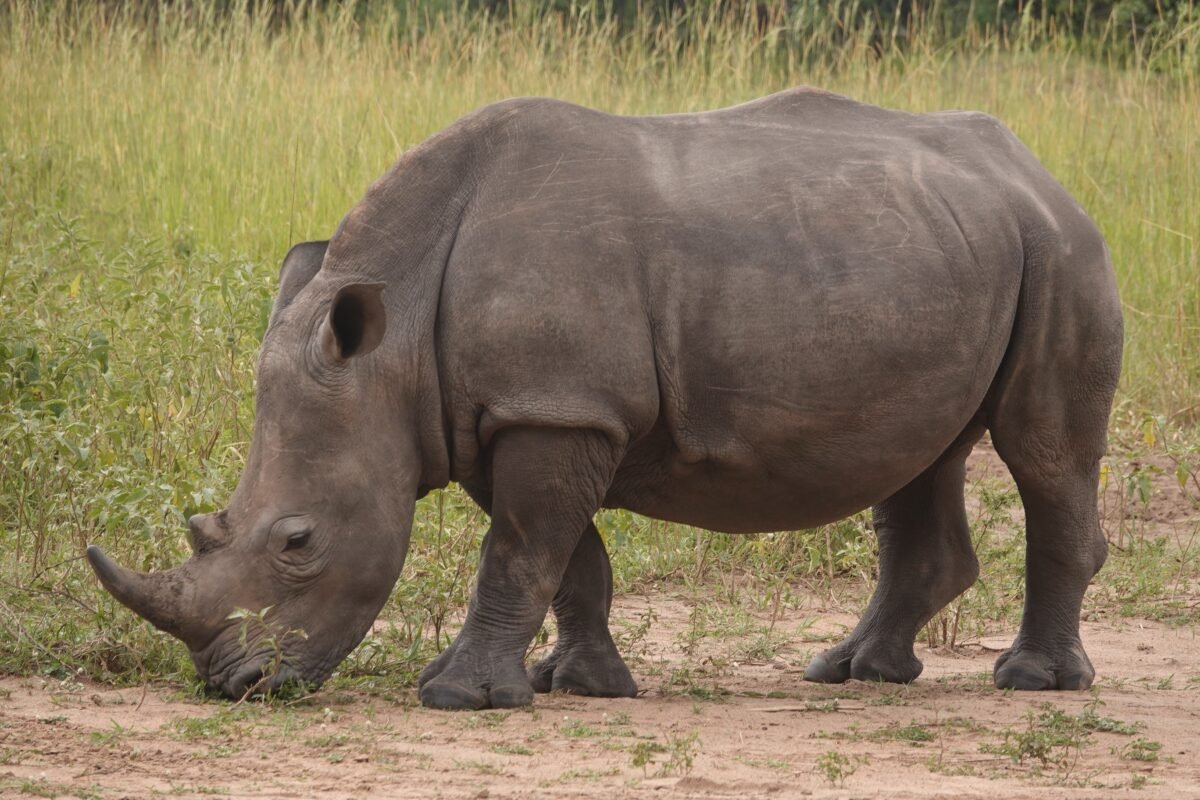 Uganda safari