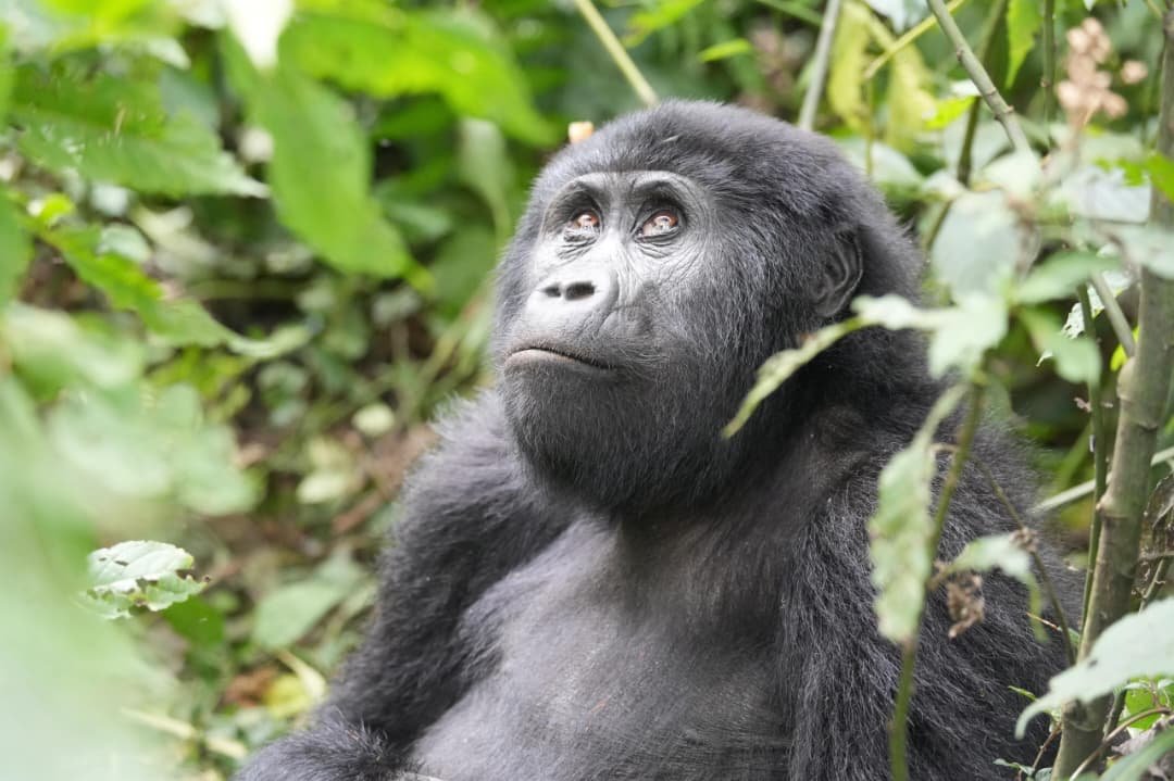 3 Days Gorilla Tracking Bwindi