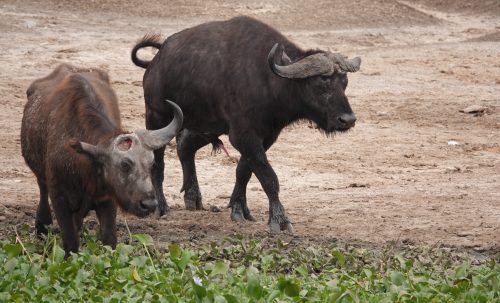 Animals in Queen Elizabeth National Park