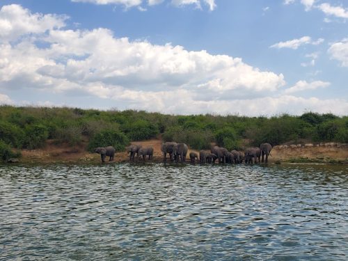 Animals in Queen Elizabeth National Park