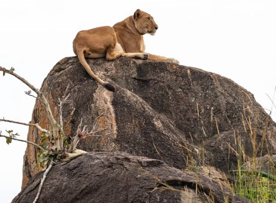 Animals in Kidepo Valley
