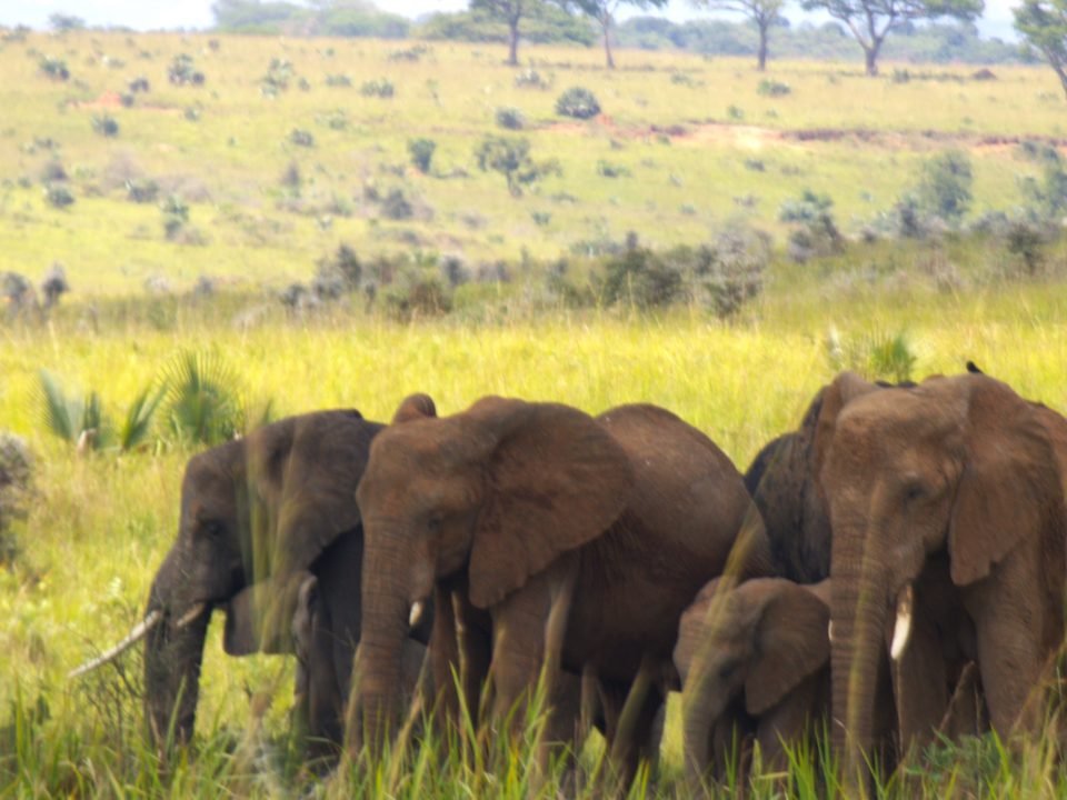 Animals in Queen Elizabeth National Park