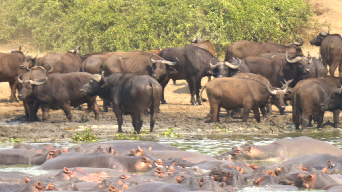 Queen Elizabeth Game Drives