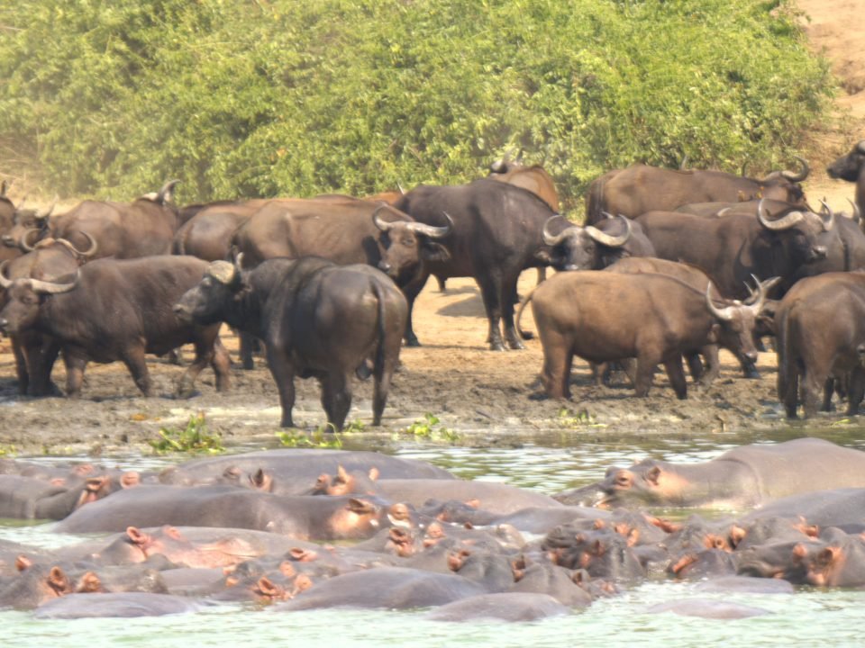 Queen Elizabeth Game Drives