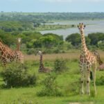 things to do in Murchison Falls