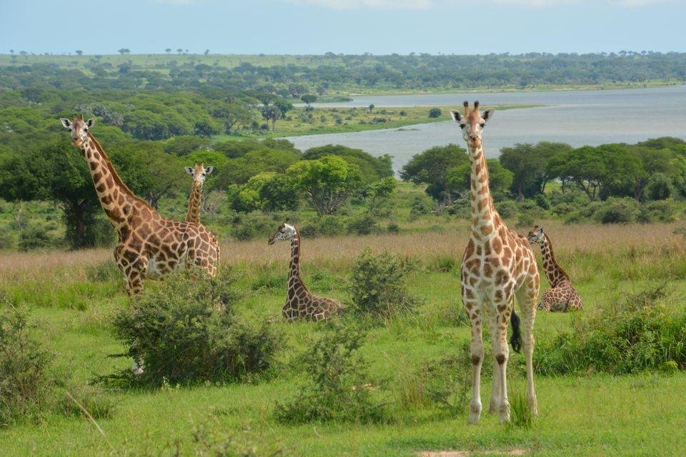 things to do in Murchison Falls