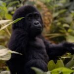 best time for gorilla trekking
