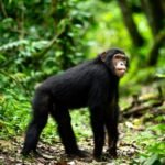 best time to see chimpanzees