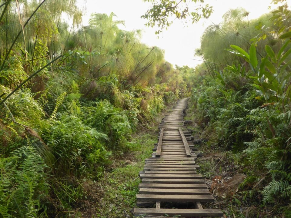 Best Time to Visit Bigodi