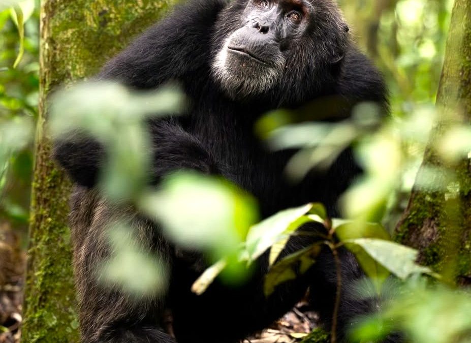 best time for chimpanzee trekking