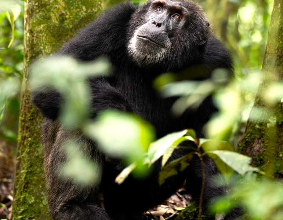 best time for chimpanzee trekking