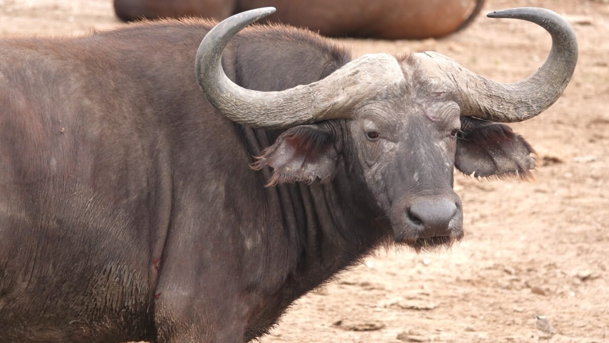 best time to visit Mburo