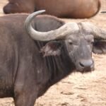 best time to visit Mburo