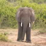 Murchison Falls National Park