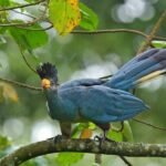 Bird Watching in Bigodi