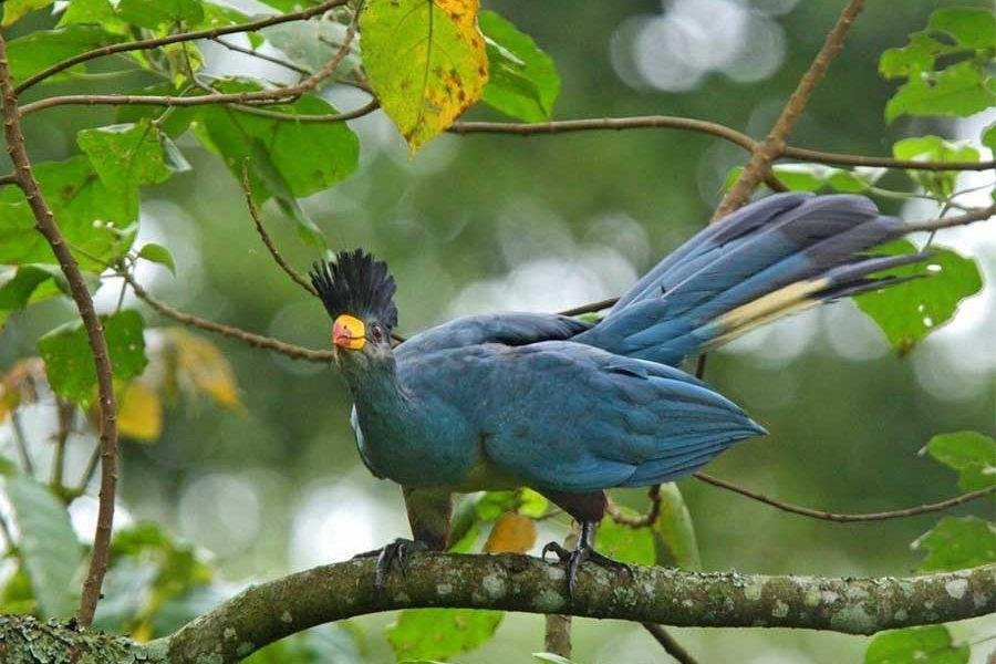 Bird Watching in Bigodi