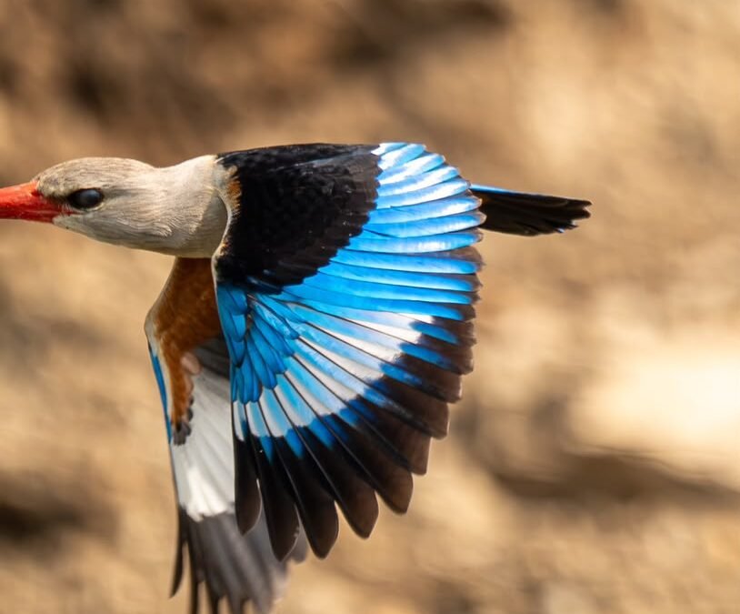 bird watching in Mgahinga