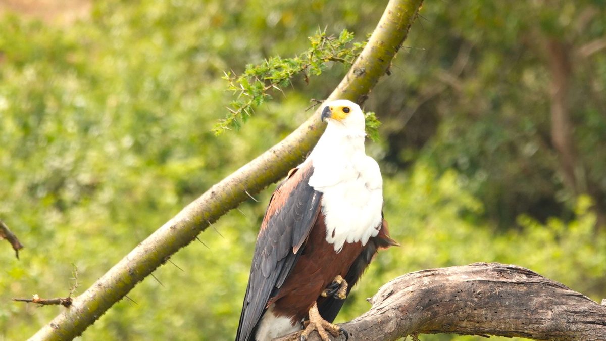 Queen Elizabeth Bird Watching
