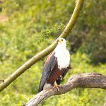 Queen Elizabeth Bird Watching