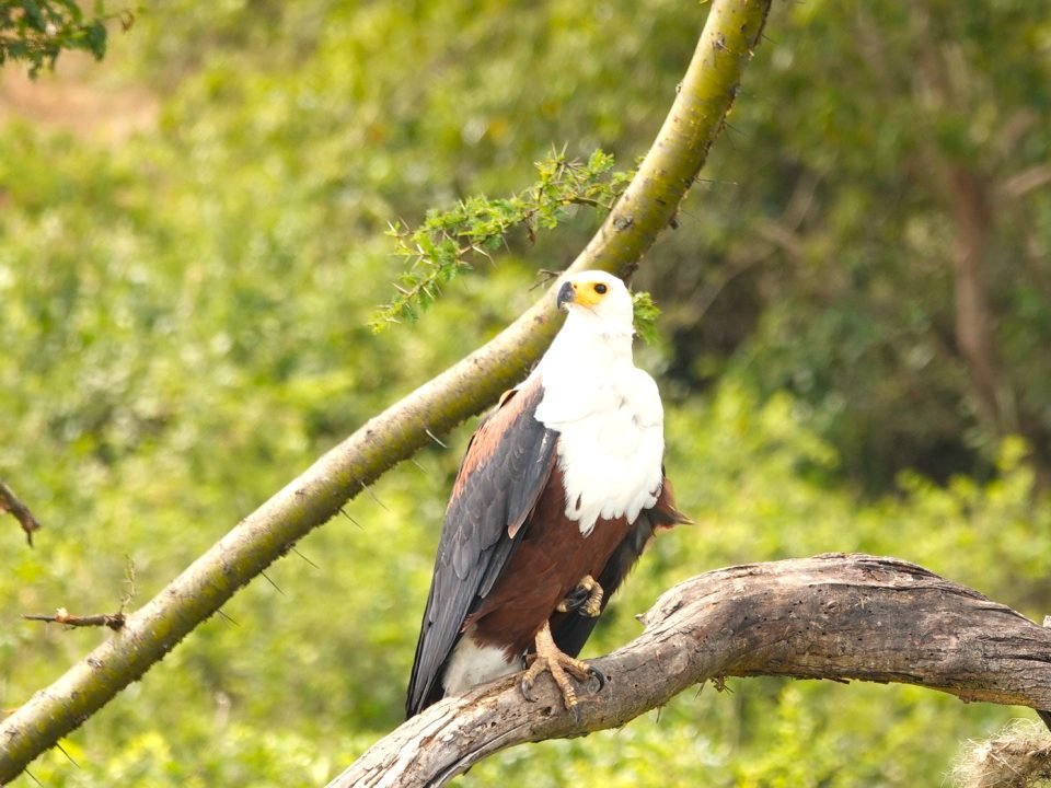 Queen Elizabeth Bird Watching