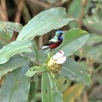 Birdwatching in Kibale National Park