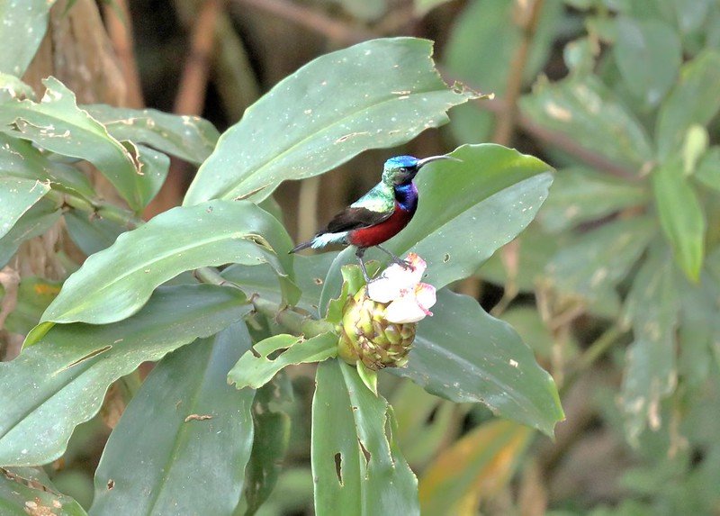 Birdwatching in Kibale National Park