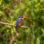 birdwatching in Lake Mburo