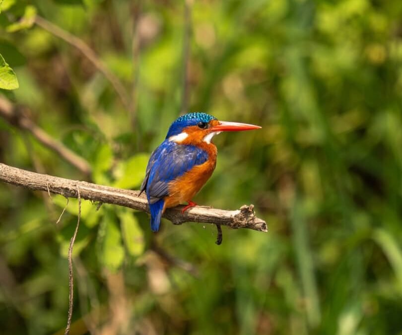 birdwatching in Lake Mburo