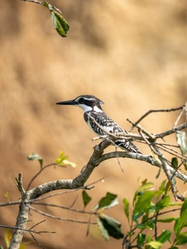 Birdwatching in Murchison Falls and Queen Elizabeth