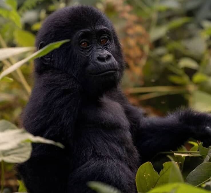 Bwindi gorilla sectors