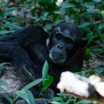 Chimpanzee Habituation Experience