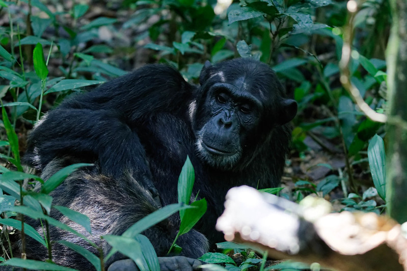Chimpanzee Habituation Experience