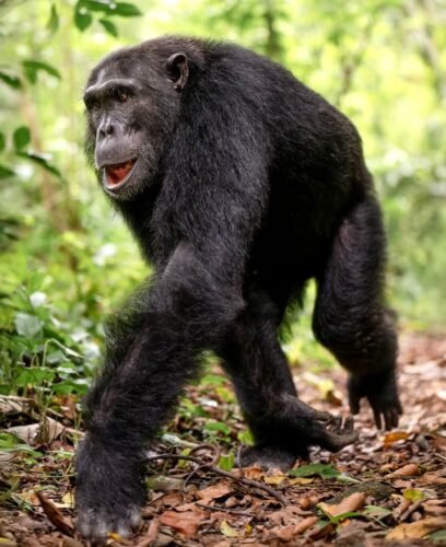 Chimpanzee Tracking in Murchison Falls and Queen Elizabeth