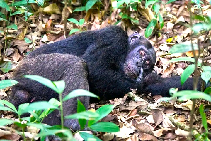 Chimpanzee Trekking Kyambura Gorge