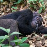 Chimpanzee Trekking and Habituation