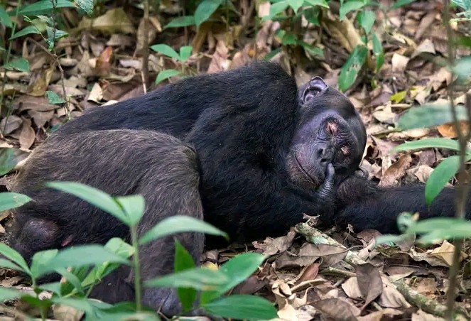 Chimpanzee Trekking and Habituation
