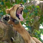 Queen Elizabeth to Murchison Falls