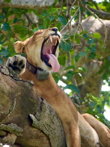 Queen Elizabeth to Murchison Falls